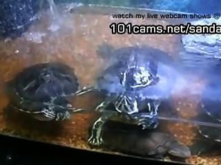 나 애완 동물 거북이 알몸 웹캠을 보여주고있다.